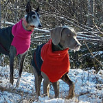 Chilly Dogs