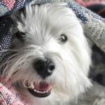 Keeping Your Dog Warm This Winter