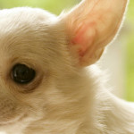 Canadian Chihuahua Rescue and Transport