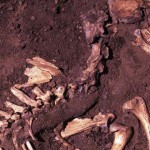 The New Oldest Dog Breeds