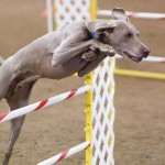 The Benefits of Doing Dog Agility