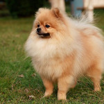 Pomeranian