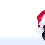 Holiday Gifts for Your Dog