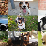 Summary of Toronto & Ontario Dog Rescue Organizations